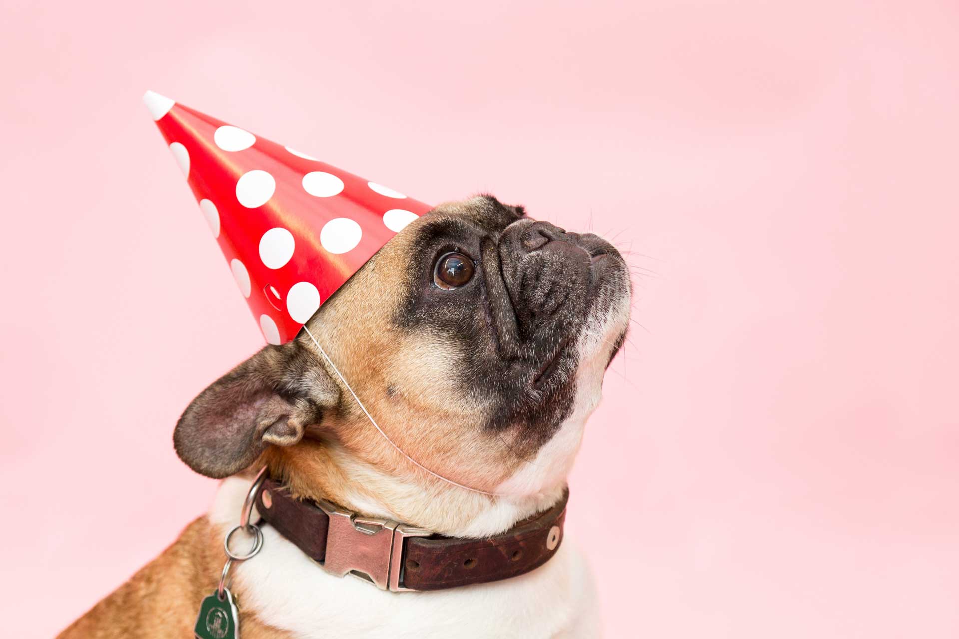 pet pug doggie birthday party