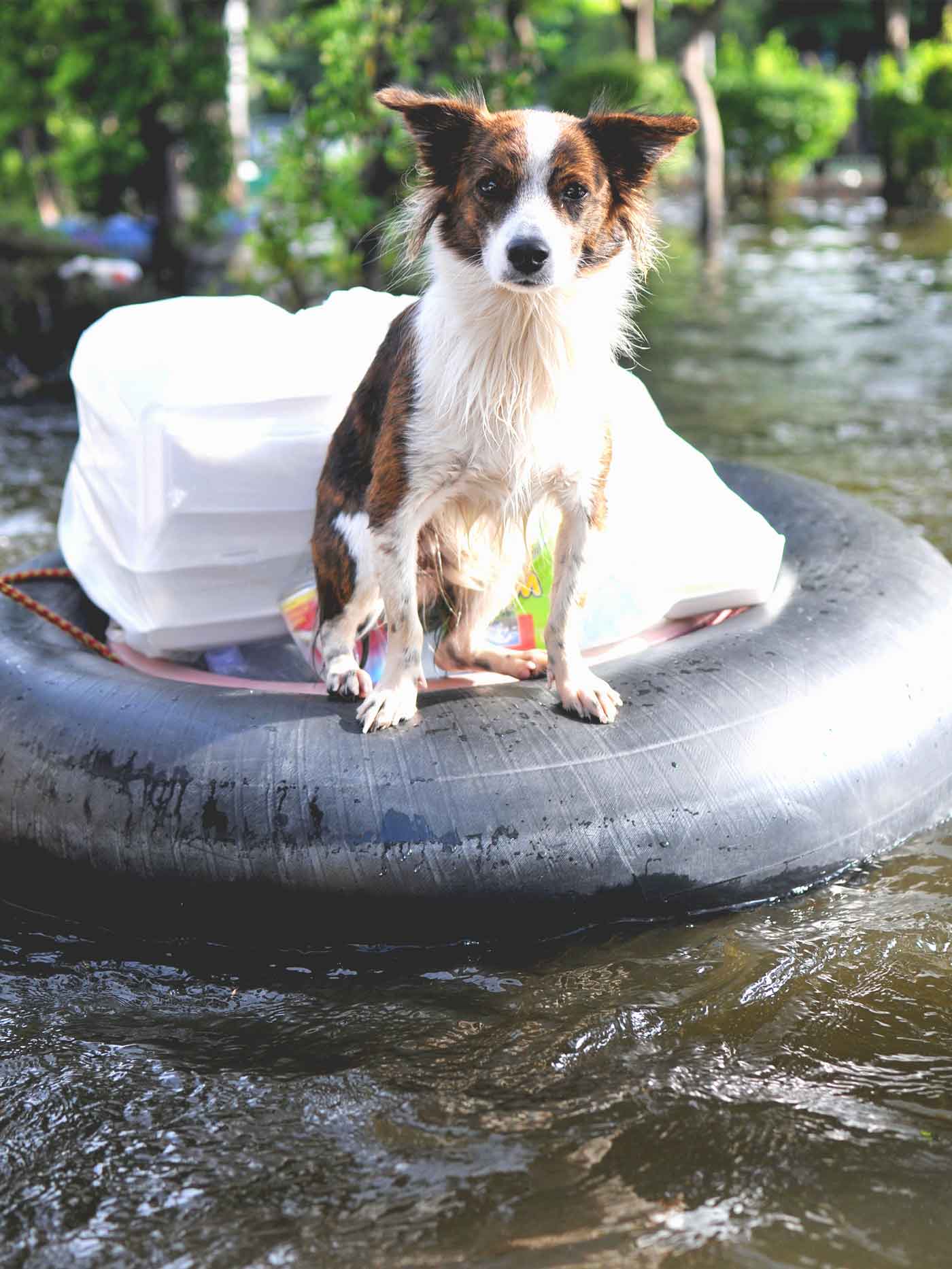 sad puppy caught in an emergency flood